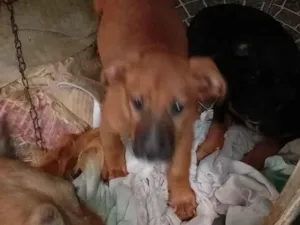 Cachorro raça Labrador idade 2 a 6 meses nome bela