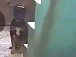 Cachorro raça Labrador idade 2 a 6 meses nome pretinha