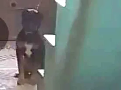 Cachorro raça Labrador idade 2 a 6 meses nome pretinha