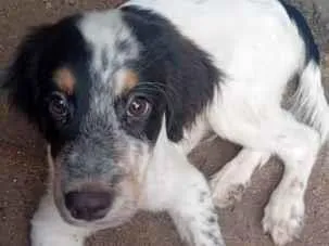 Cachorro raça SRD-ViraLata idade 2 a 6 meses nome Betowen