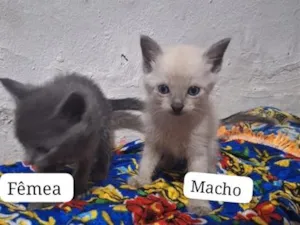 Gato raça SRD-ViraLata idade Abaixo de 2 meses nome gatinho 