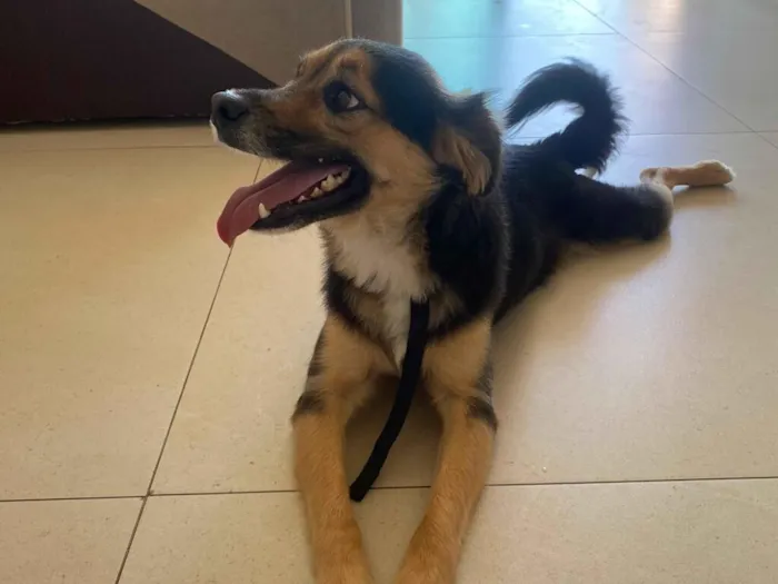 Cachorro raça SRD-ViraLata idade 2 anos nome Zeca