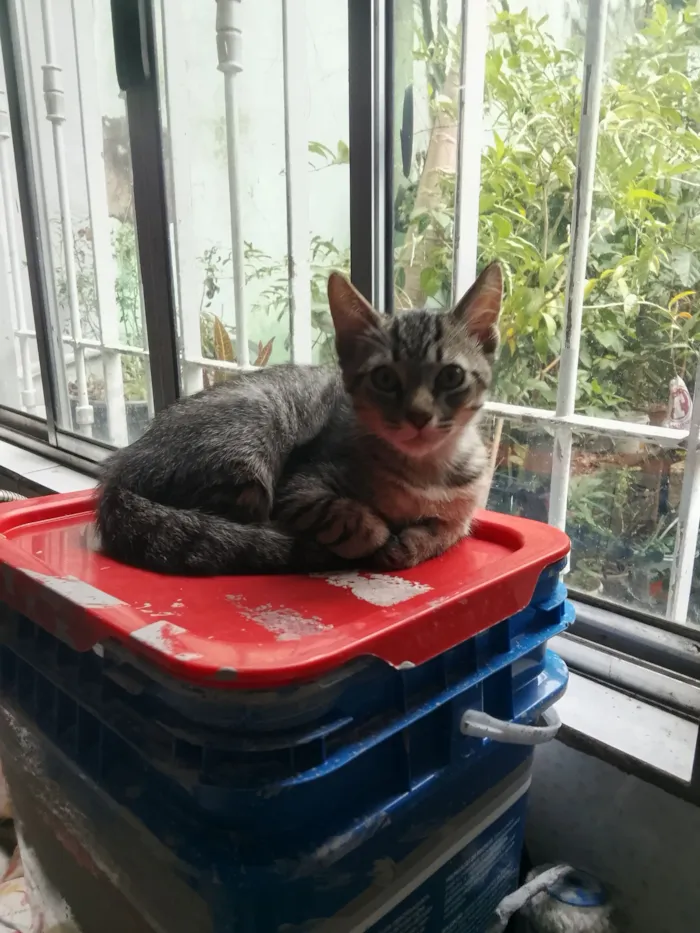 Gato raça SRD-ViraLata idade Abaixo de 2 meses nome gatinhos 