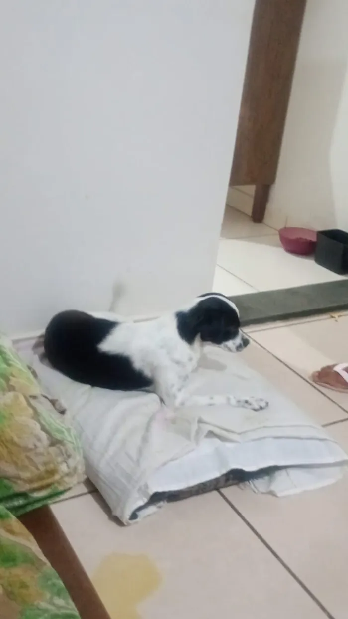 Cachorro raça SRD-ViraLata idade 2 a 6 meses nome luna María 