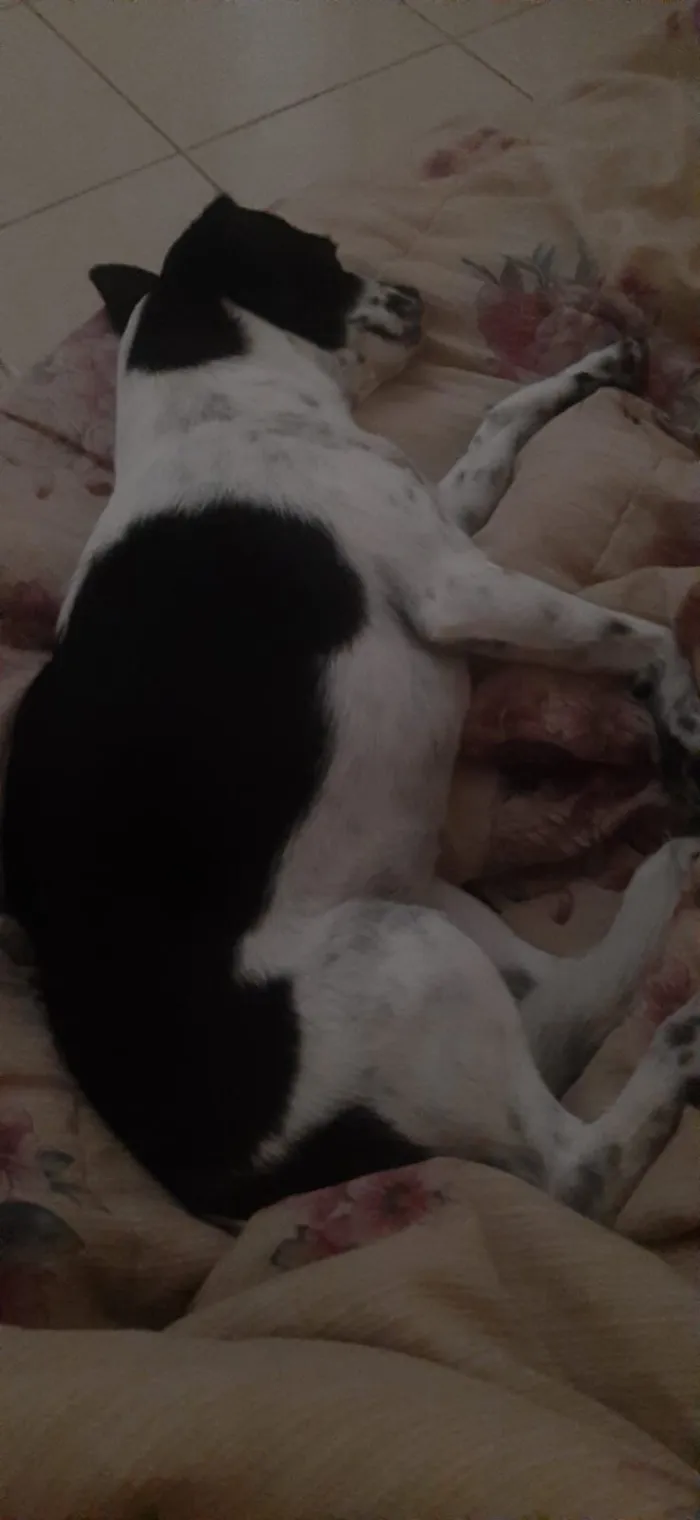 Cachorro raça SRD-ViraLata idade 2 a 6 meses nome luna María 