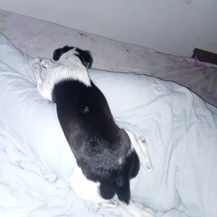 Cachorro raça SRD-ViraLata idade 2 a 6 meses nome luna María 