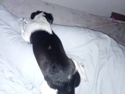 Cachorro raça SRD-ViraLata idade 2 a 6 meses nome luna María 