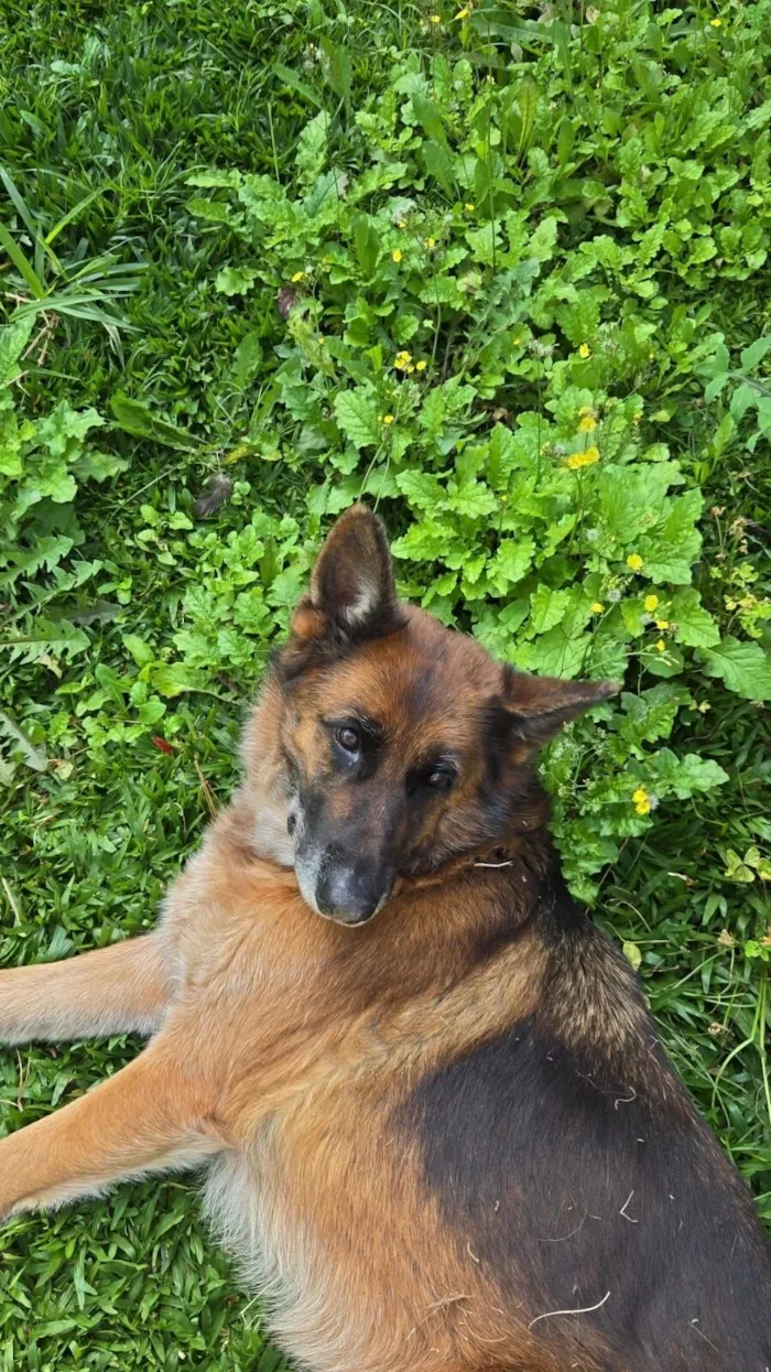 Cachorro raça Pastor Alemão idade 6 ou mais anos nome Trovão 