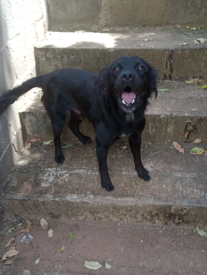 Cachorro raça SRD-ViraLata idade 2 anos nome Bilu 