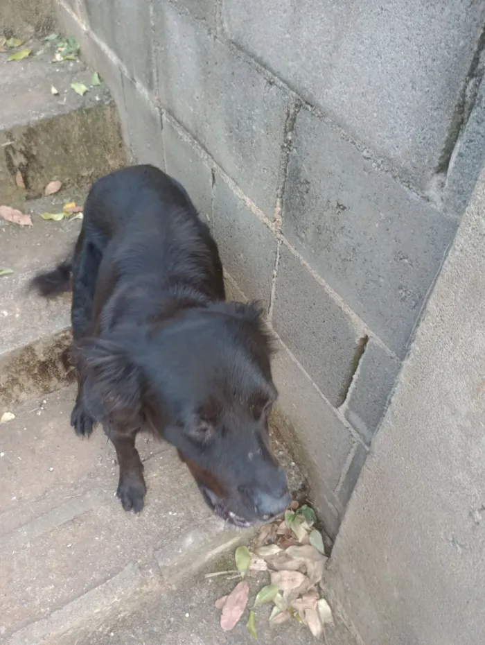 Cachorro raça SRD-ViraLata idade 2 anos nome Bilu 