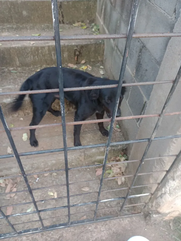 Cachorro raça SRD-ViraLata idade 2 anos nome Bilu 