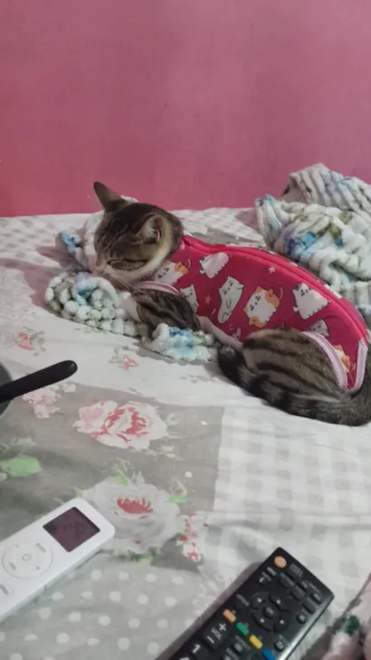 Gato raça SRD-ViraLata idade 7 a 11 meses nome boneca branca com cinza