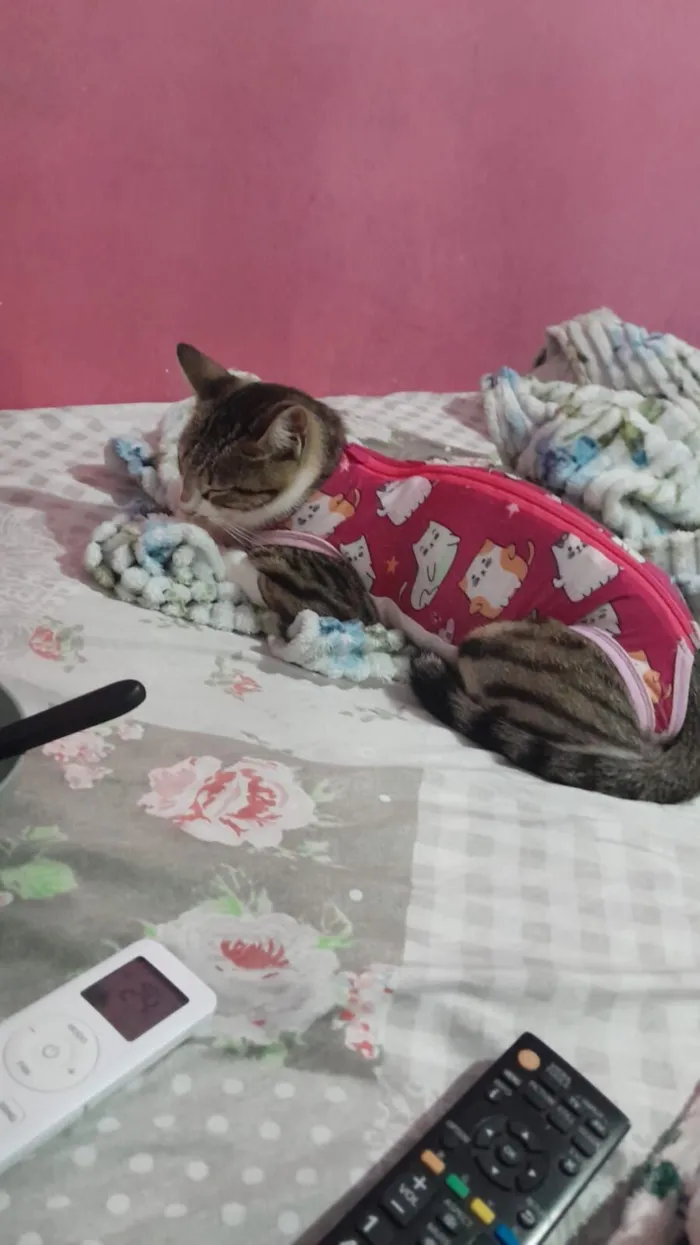 Gato raça SRD-ViraLata idade 7 a 11 meses nome boneca branca com cinza