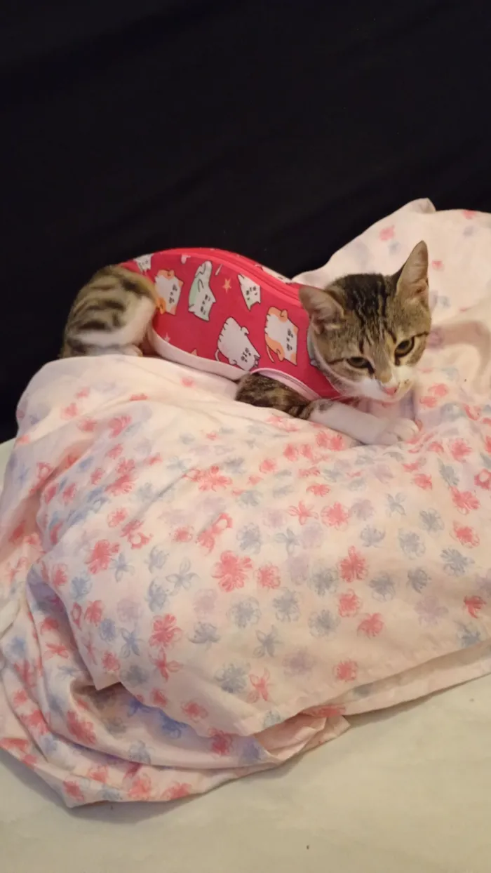 Gato raça SRD-ViraLata idade 7 a 11 meses nome boneca branca com cinza