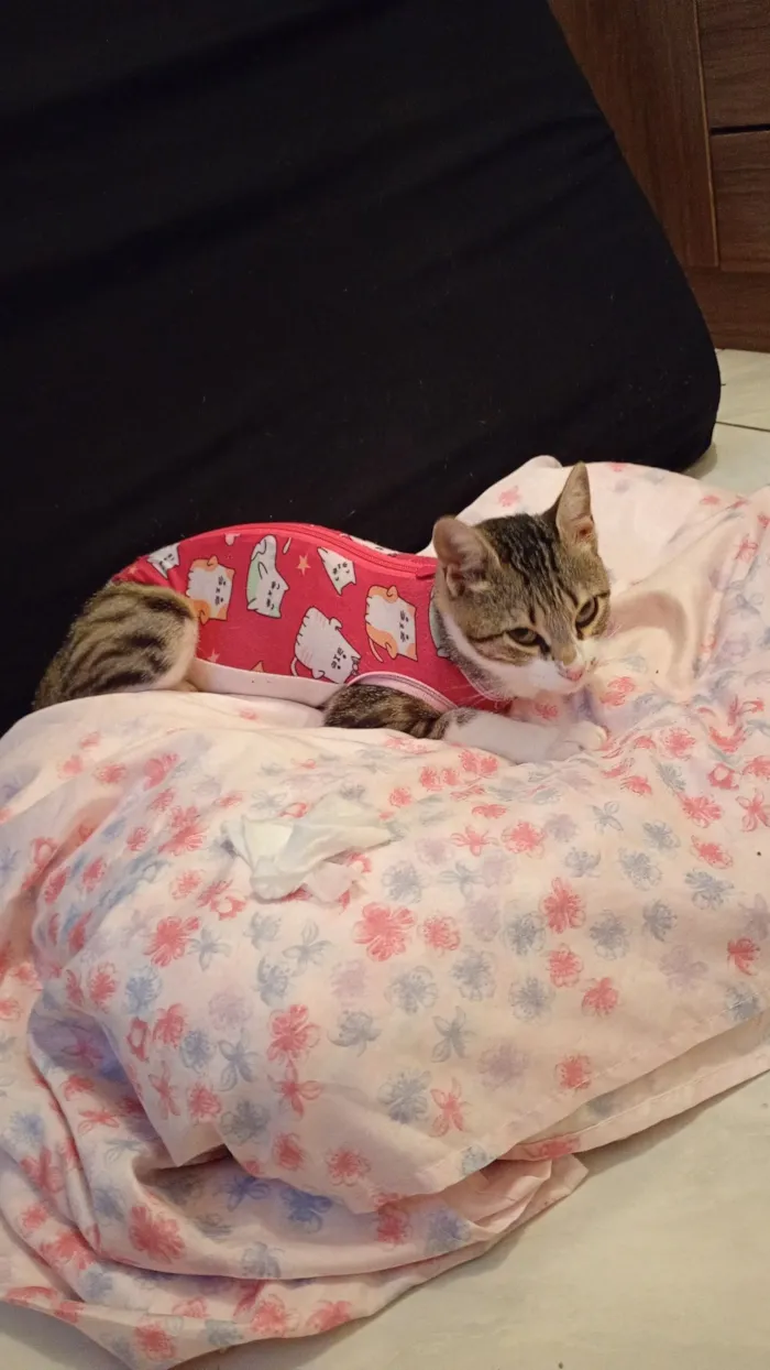 Gato raça SRD-ViraLata idade 7 a 11 meses nome boneca branca com cinza