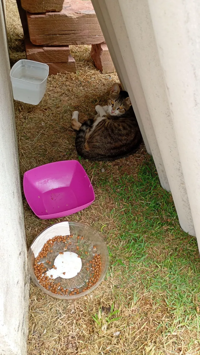 Gato raça SRD-ViraLata idade 7 a 11 meses nome boneca branca com cinza