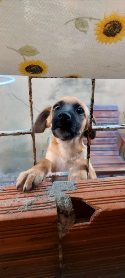 Cachorro raça SRD-ViraLata idade 7 a 11 meses nome penélope 