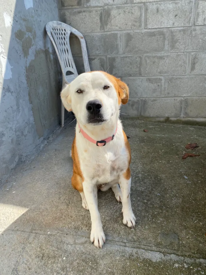 Cachorro raça SRD-ViraLata idade 1 ano nome zoe