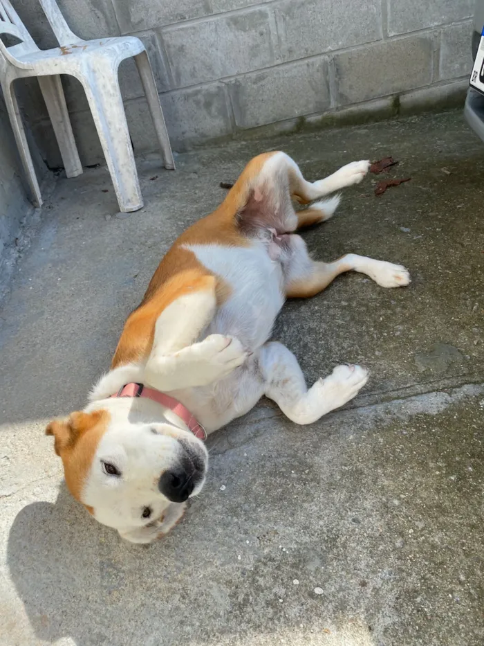 Cachorro raça SRD-ViraLata idade 1 ano nome zoe