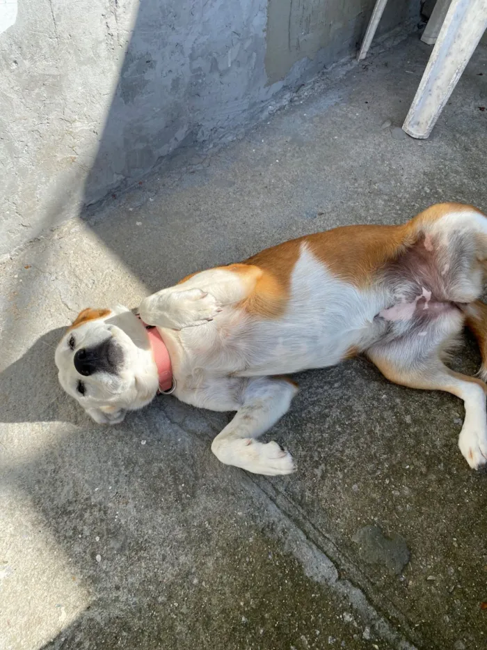 Cachorro raça SRD-ViraLata idade 1 ano nome zoe