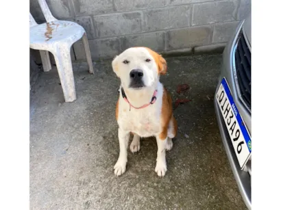 Cachorro raça SRD-ViraLata idade 1 ano nome zoe