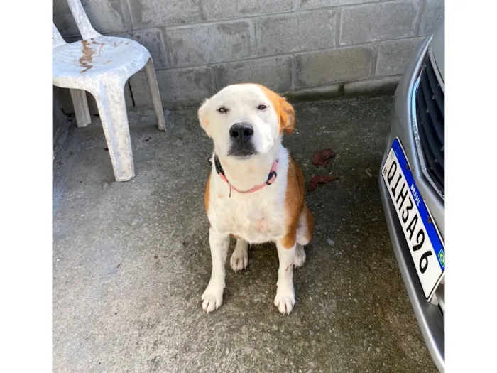 Cachorro raça SRD-ViraLata idade 1 ano nome zoe