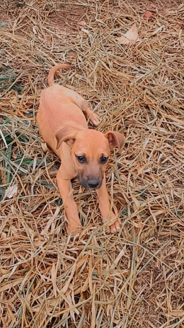 Cachorro raça Pit-Bull idade 2 a 6 meses nome Dandara