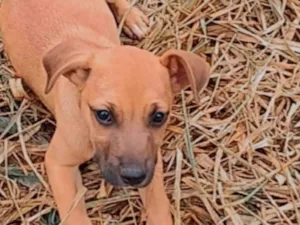 Cachorro raça Pit-Bull idade 2 a 6 meses nome Dandara