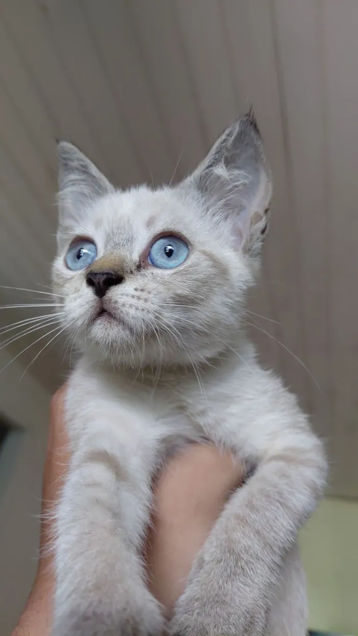 Gato raça Siamês idade Abaixo de 2 meses nome sem nome por enquanto