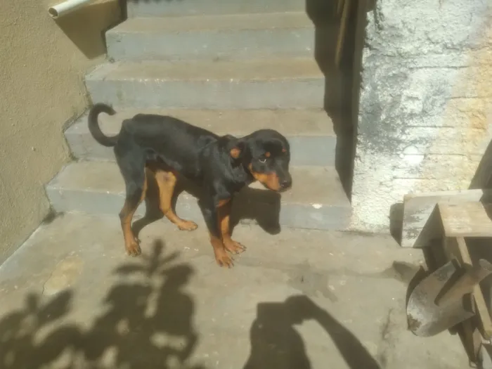 Cachorro raça Rottweiler idade 1 ano nome Miguel Aldori da cruz