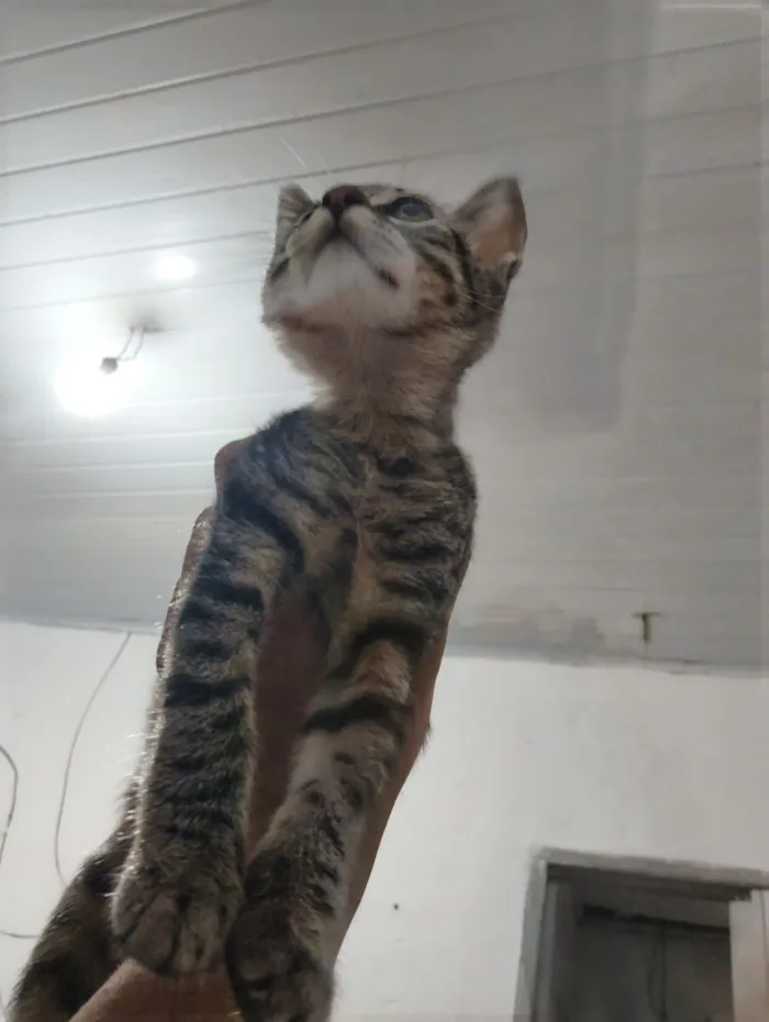 Gato raça Siamês idade 2 a 6 meses nome cinzinha