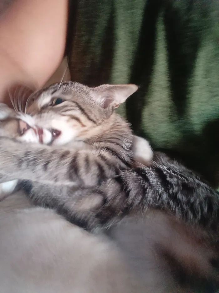 Gato raça Siamês idade 2 a 6 meses nome cinzinha