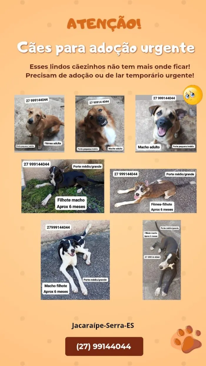 Cachorro raça SRD-ViraLata idade 2 a 6 meses nome Sniffa, Simpatico, Apolo e Oreo