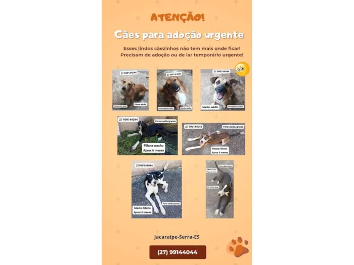 Cachorro raça SRD-ViraLata idade 2 a 6 meses nome Sniffa, Simpatico, Apolo e Oreo