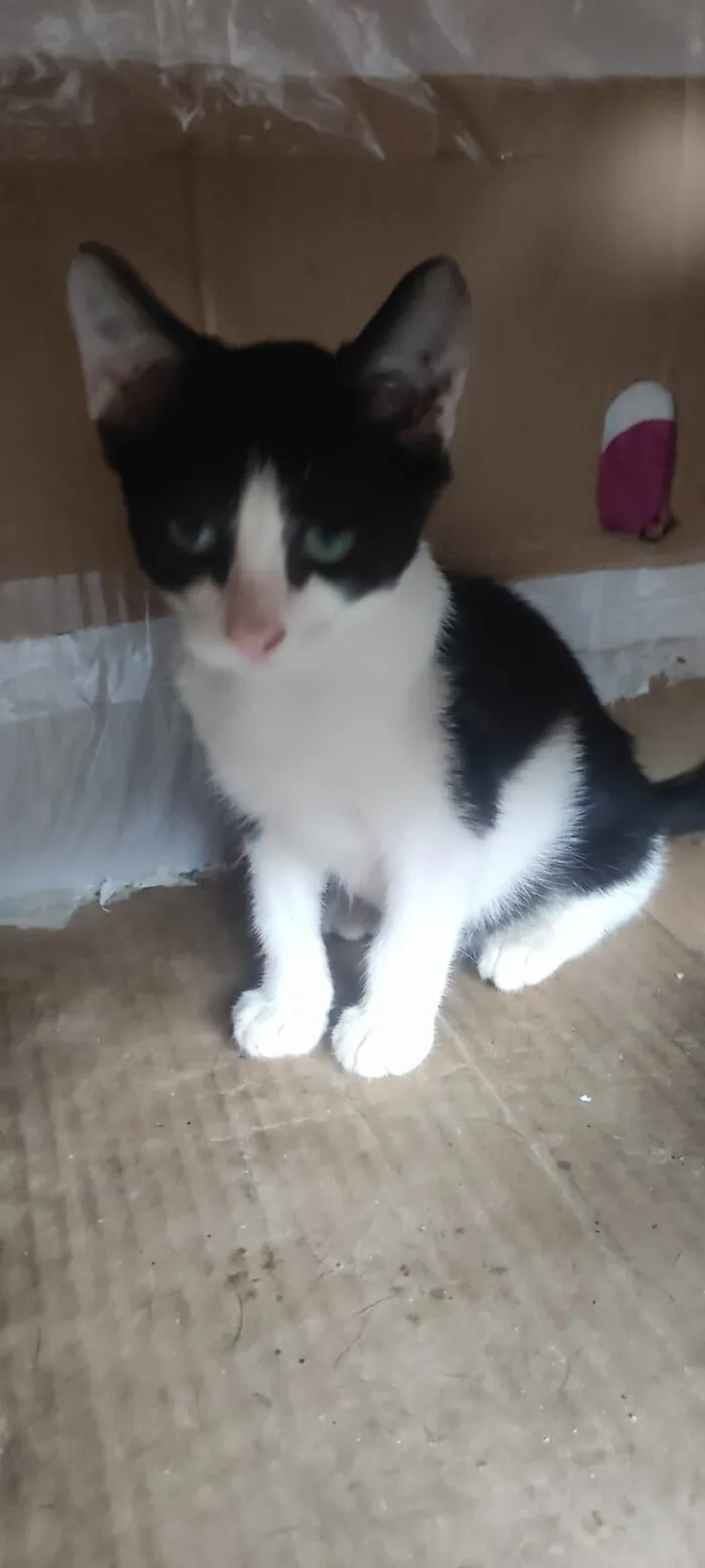 Gato raça SRD-ViraLata idade 2 a 6 meses nome sem nome 01