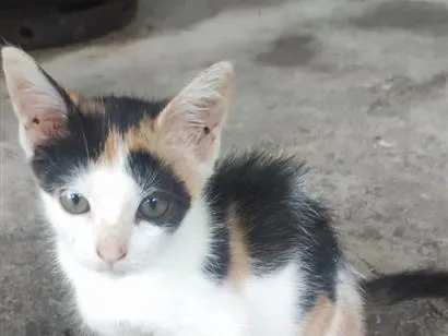 Gato raça SRD-ViraLata idade 2 a 6 meses nome sem nome 02