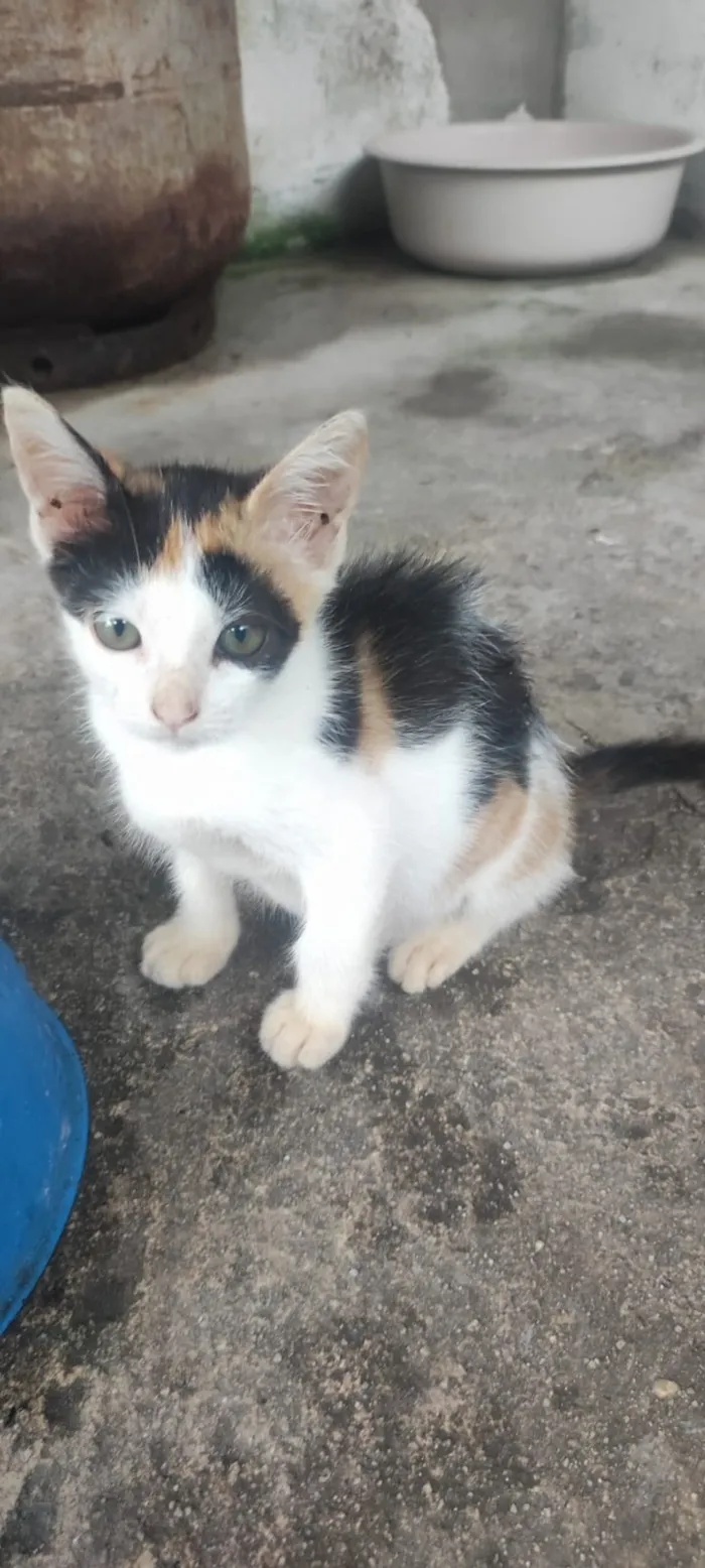 Gato raça SRD-ViraLata idade 2 a 6 meses nome sem nome 02