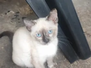Gato raça SRD-ViraLata idade 2 a 6 meses nome sem nome 03