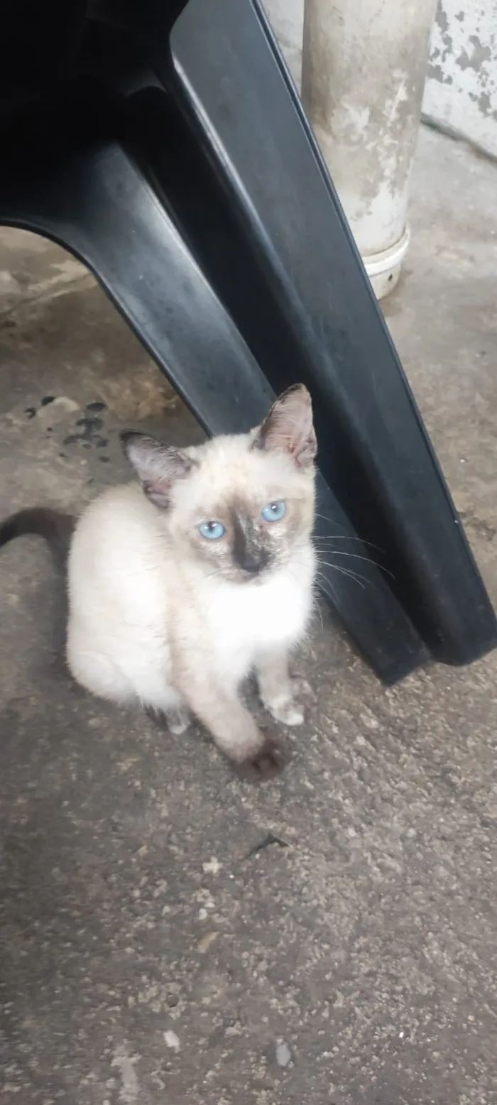 Gato raça SRD-ViraLata idade 2 a 6 meses nome sem nome 03