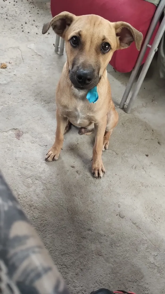 Cachorro raça SRD-ViraLata idade 7 a 11 meses nome Jorge Leonardo 