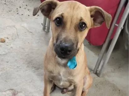 Cachorro raça SRD-ViraLata idade 7 a 11 meses nome Jorge Leonardo 