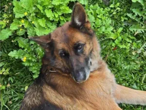 Cachorro raça Pastor Alemão idade 6 ou mais anos nome Trovão 