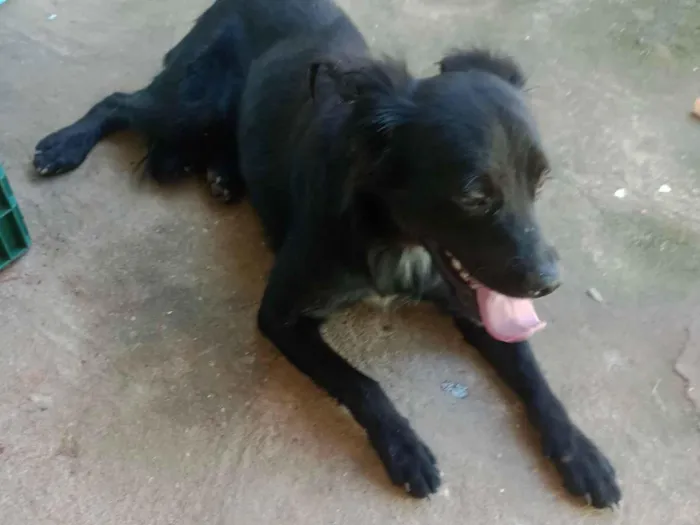 Cachorro raça SRD-ViraLata idade 2 anos nome Bilu 