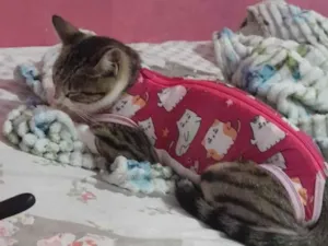 Gato raça SRD-ViraLata idade 7 a 11 meses nome boneca branca com cinza