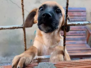 Cachorro raça SRD-ViraLata idade 7 a 11 meses nome penélope 