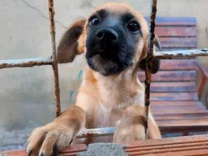 Cachorro raça SRD-ViraLata idade 7 a 11 meses nome penélope 