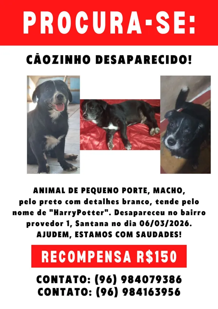 Cachorro raça SRD-ViraLata idade 5 anos nome Harry Potter 