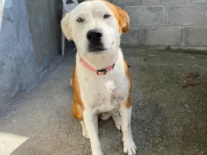 Cachorro raça SRD-ViraLata idade 1 ano nome zoe