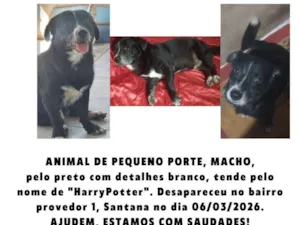 Cachorro raça SRD-ViraLata idade 5 anos nome Harry Potter 