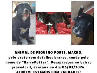 Cachorro raça SRD-ViraLata idade 5 anos nome Harry Potter 